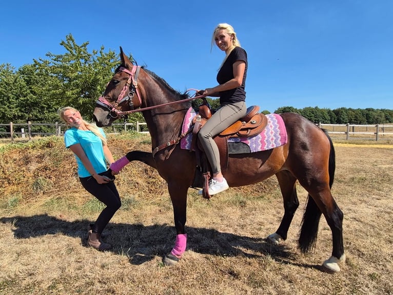 Weitere Warmblüter Stute 3 Jahre 156 cm Brauner in Linkenbach