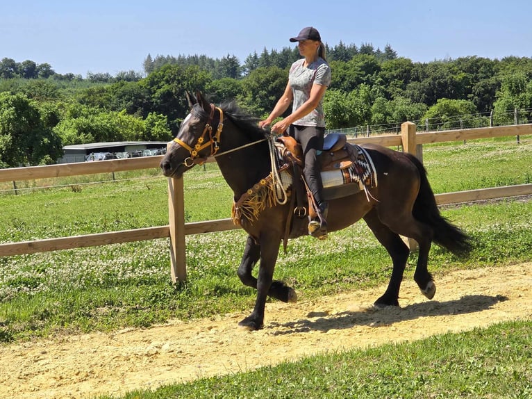 Weitere Warmblüter Stute 3 Jahre 156 cm Rappe in Linkenbach