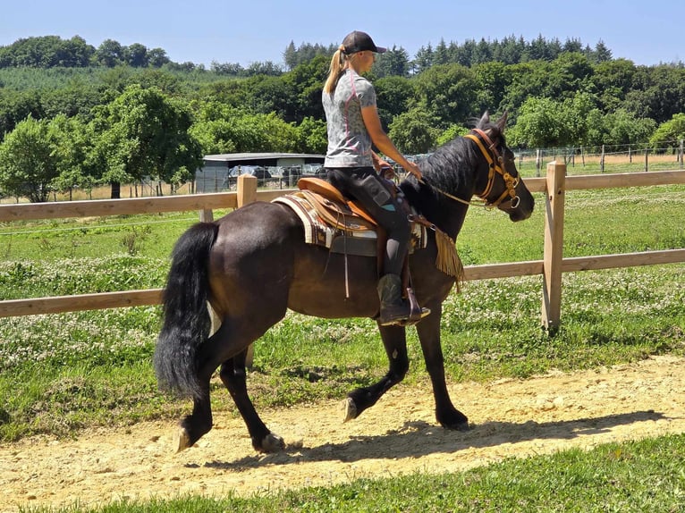 Weitere Warmblüter Stute 3 Jahre 156 cm Rappe in Linkenbach