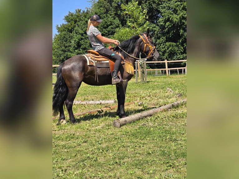 Weitere Warmblüter Stute 3 Jahre 156 cm Rappe in Linkenbach