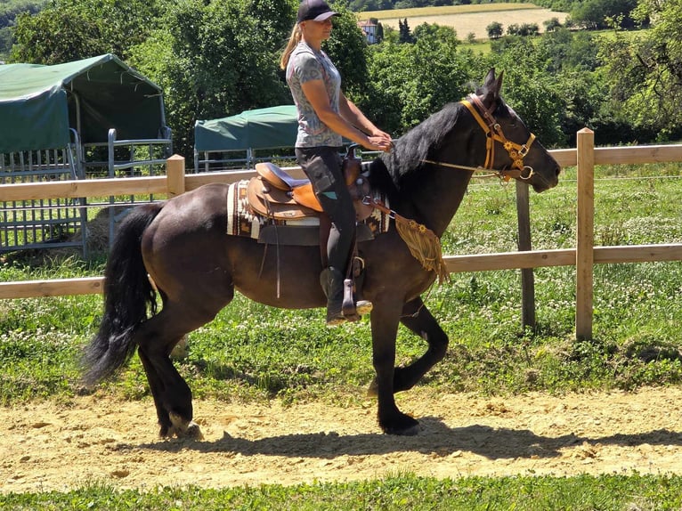 Weitere Warmblüter Stute 3 Jahre 156 cm Rappe in Linkenbach