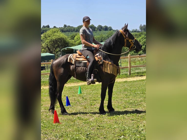 Weitere Warmblüter Stute 3 Jahre 156 cm Rappe in Linkenbach