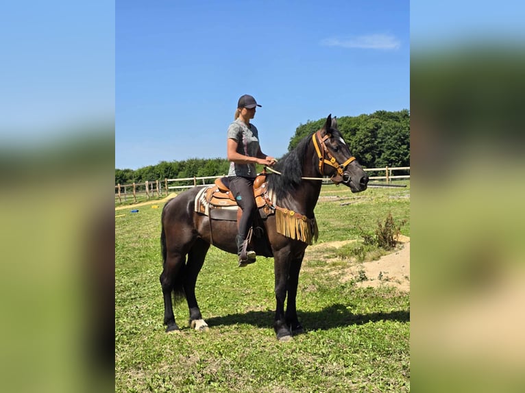 Weitere Warmblüter Stute 3 Jahre 156 cm Rappe in Linkenbach