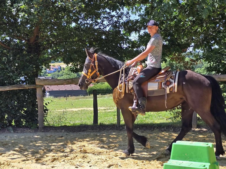 Weitere Warmblüter Stute 3 Jahre 156 cm Rappe in Linkenbach