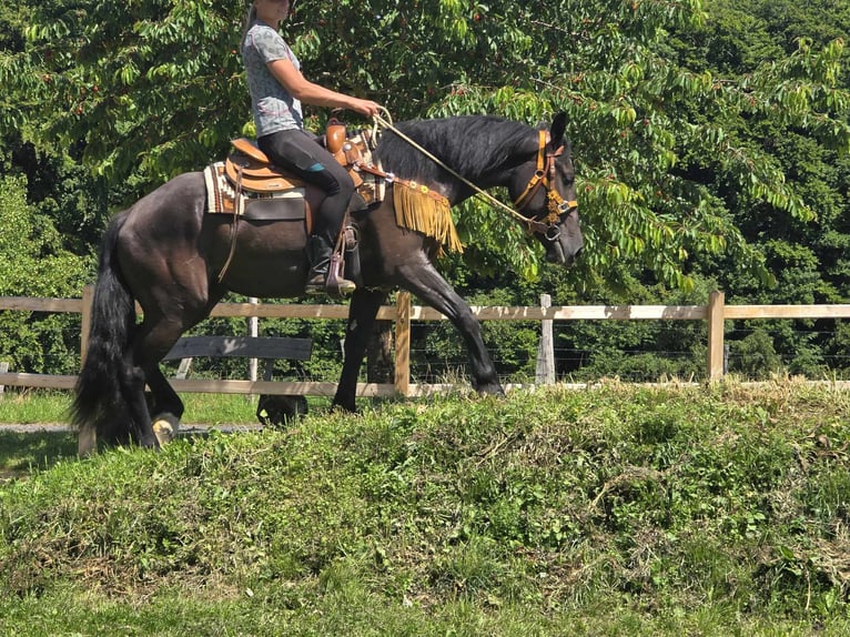 Weitere Warmblüter Stute 3 Jahre 156 cm Rappe in Linkenbach