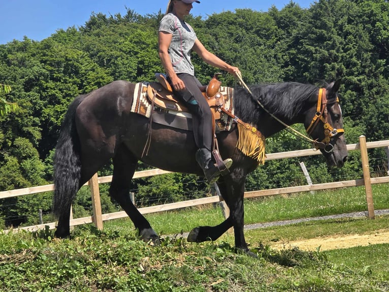 Weitere Warmblüter Stute 3 Jahre 156 cm Rappe in Linkenbach
