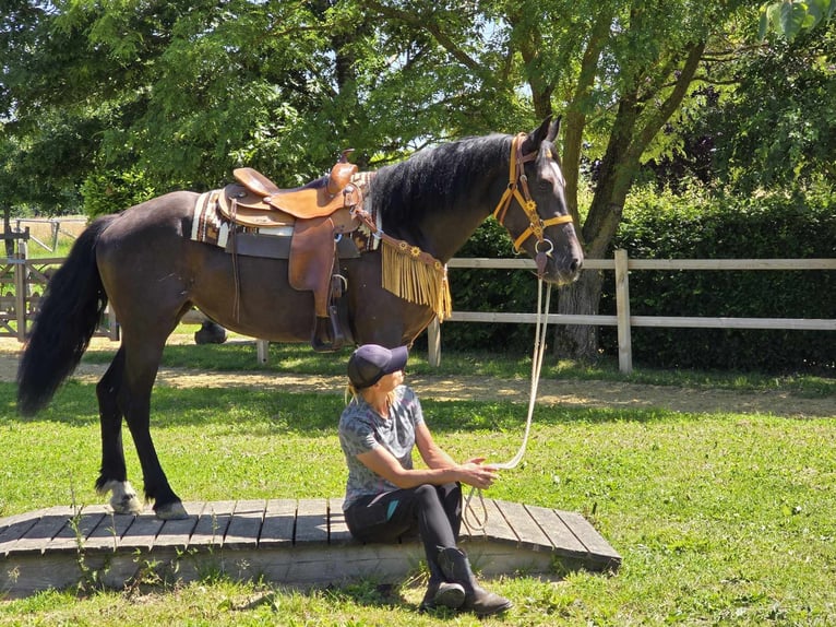 Weitere Warmblüter Stute 3 Jahre 156 cm Rappe in Linkenbach