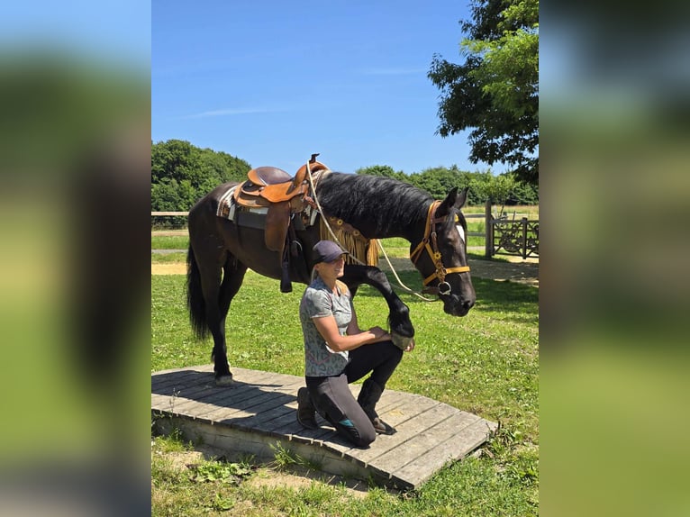 Weitere Warmblüter Stute 3 Jahre 156 cm Rappe in Linkenbach