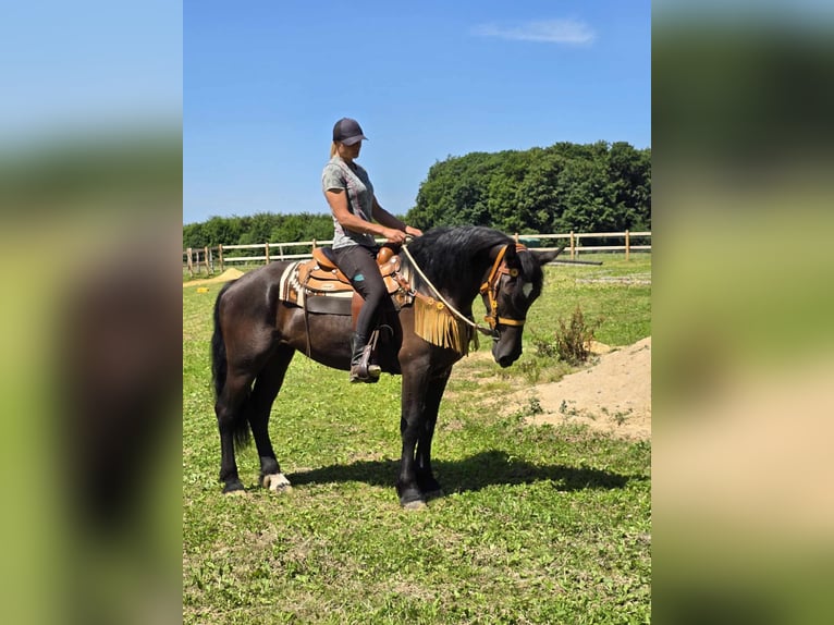 Weitere Warmblüter Stute 3 Jahre 156 cm Rappe in Linkenbach
