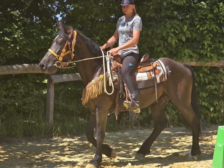 Weitere Warmblüter Stute 3 Jahre 156 cm Rappe in Linkenbach