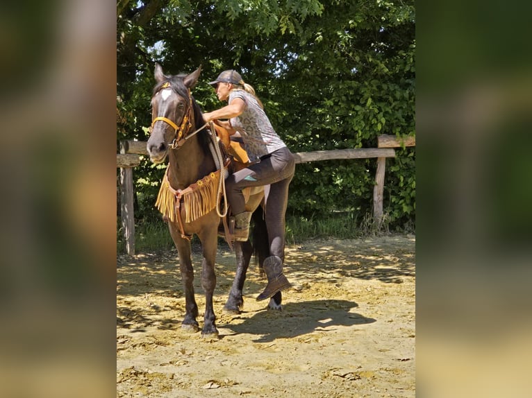 Weitere Warmblüter Stute 3 Jahre 156 cm Rappe in Linkenbach