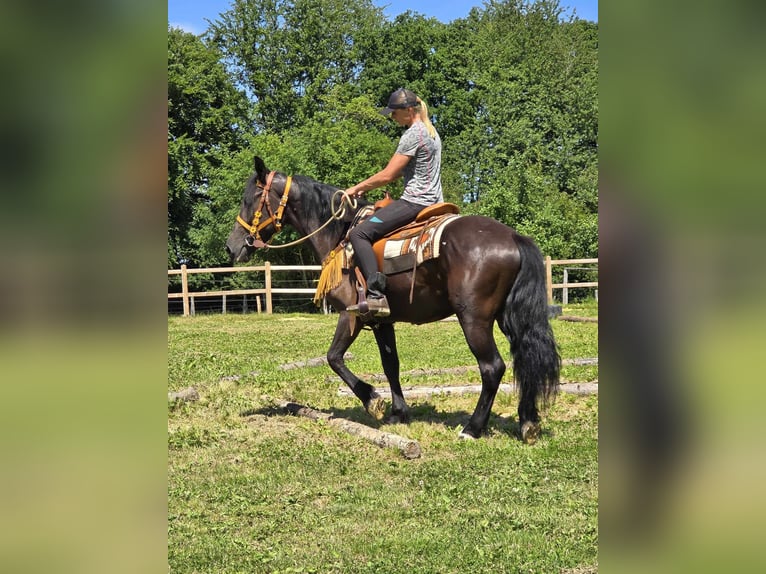 Weitere Warmblüter Stute 3 Jahre 156 cm Rappe in Linkenbach
