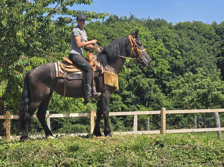 Weitere Warmblüter Stute 3 Jahre 156 cm Rappe in Linkenbach