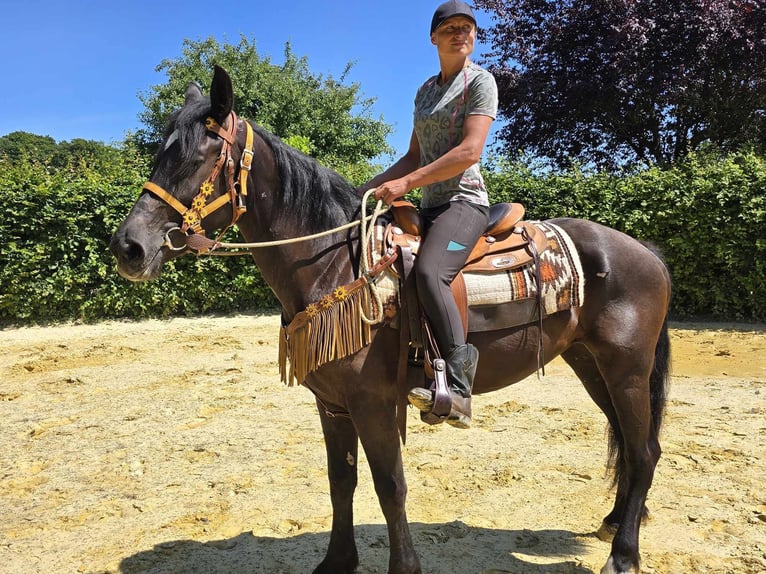 Weitere Warmblüter Stute 3 Jahre 156 cm Rappe in Linkenbach
