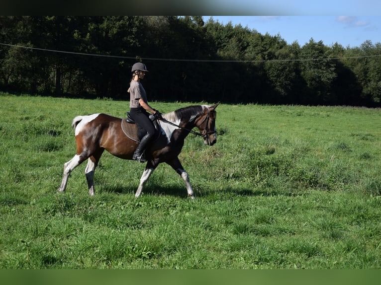 Weitere Warmblüter Stute 3 Jahre 157 cm Schecke in Che&#x142;mno