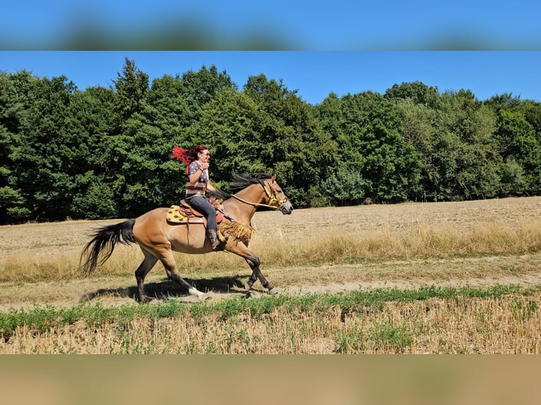 Weitere Warmblüter Stute 3 Jahre 158 cm Brauner in Linkenbach