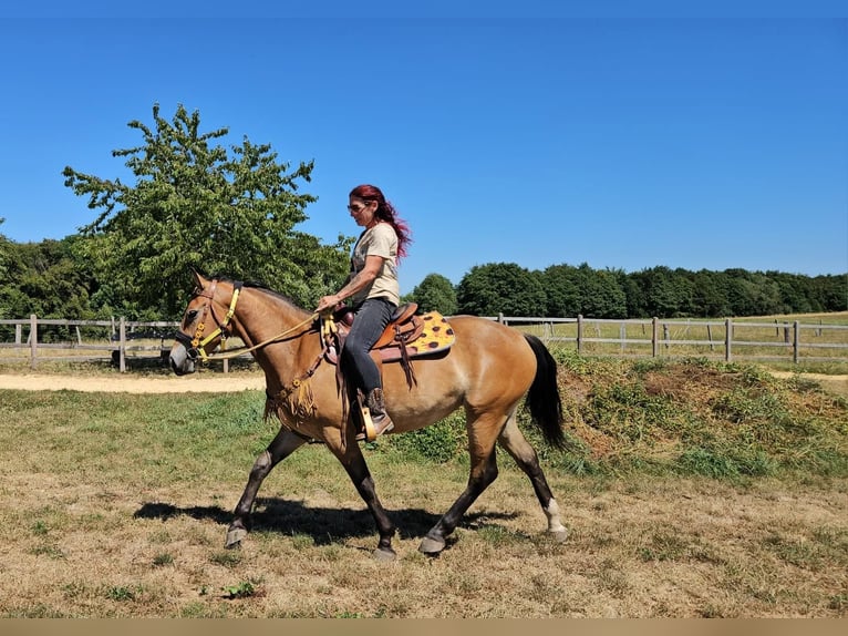 Weitere Warmblüter Stute 3 Jahre 158 cm Brauner in Linkenbach