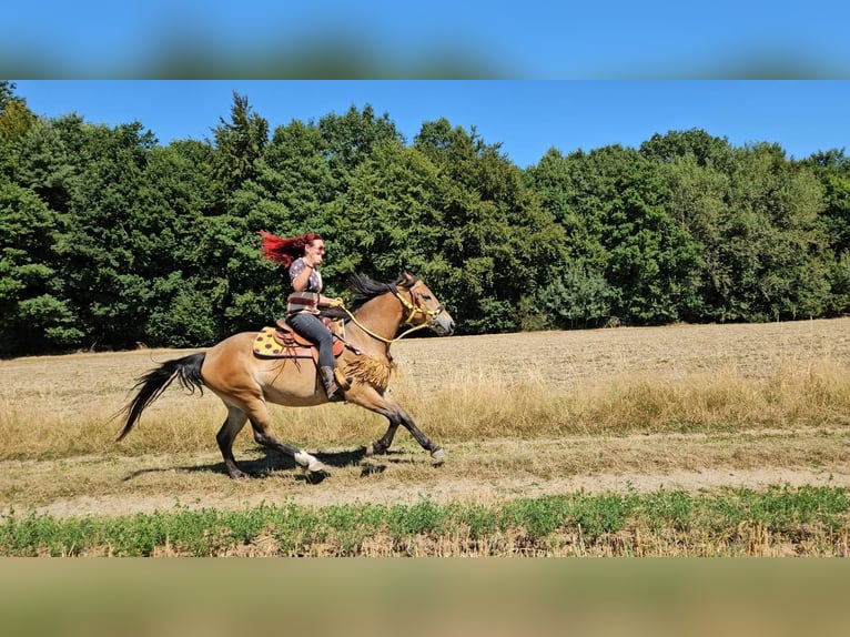 Weitere Warmblüter Stute 3 Jahre 158 cm Brauner in Linkenbach