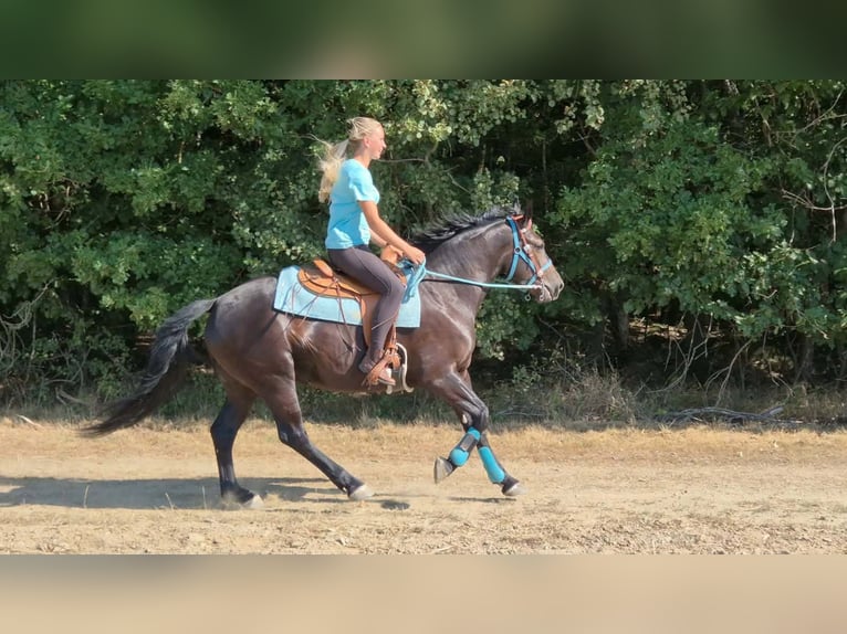 Weitere Warmblüter Stute 3 Jahre 158 cm Rappe in Linkenbach