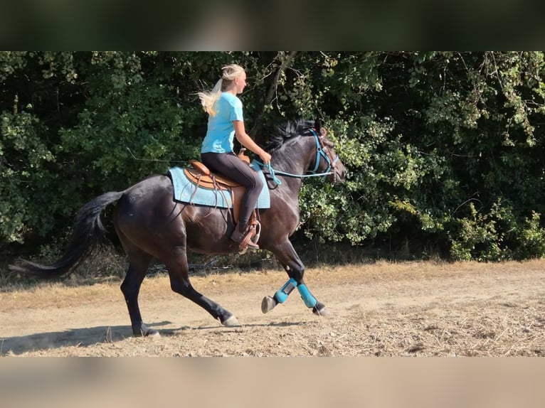 Weitere Warmblüter Stute 3 Jahre 158 cm Rappe in Linkenbach