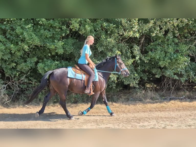 Weitere Warmblüter Stute 3 Jahre 158 cm Rappe in Linkenbach