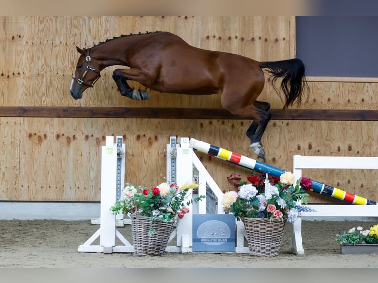 Weitere Warmblüter Stute 3 Jahre 162 cm Brauner in Kinrooi