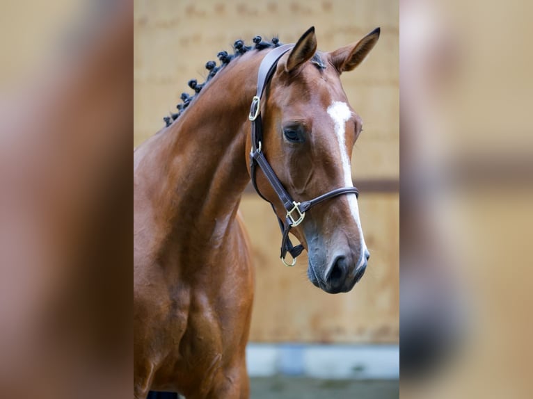 Weitere Warmblüter Stute 3 Jahre 162 cm Brauner in Kinrooi