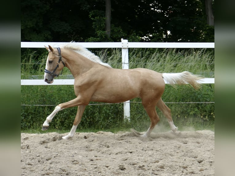 Weitere Warmblüter Stute 3 Jahre 162 cm Palomino in Borgentreich