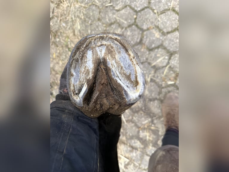 Weitere Warmblüter Stute 3 Jahre 162 cm Rappe in Mechernich