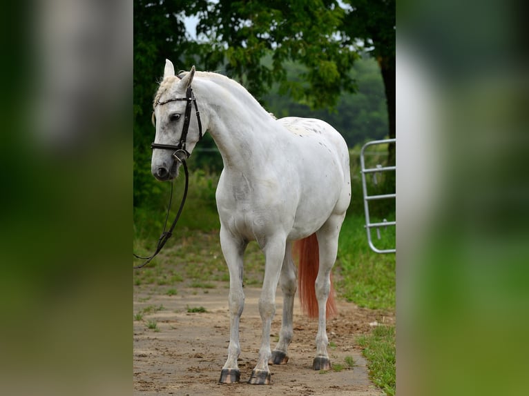 Weitere Warmblüter Stute 3 Jahre 163 cm Tigerschecke in Siedleczek