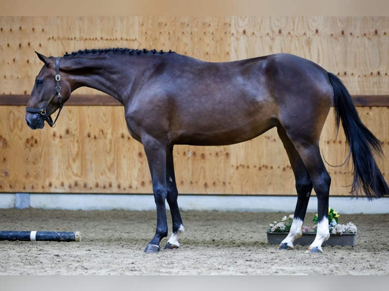 Weitere Warmblüter Stute 3 Jahre 164 cm Brauner in Kinrooi