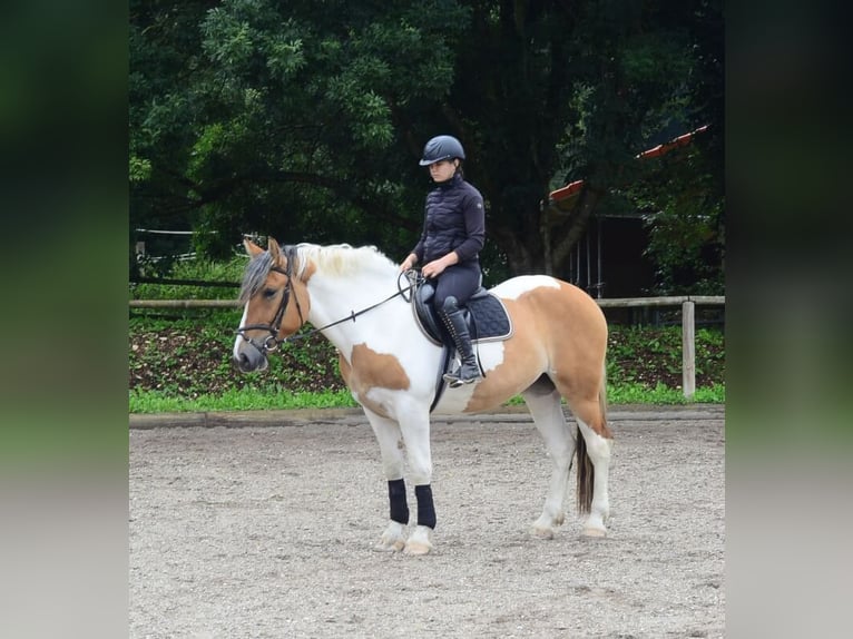 Weitere Warmblüter Stute 3 Jahre 164 cm Schecke in Wellheim