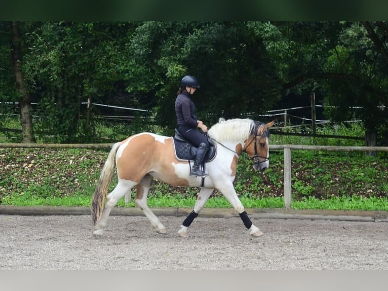 Weitere Warmblüter Stute 3 Jahre 164 cm Schecke in Wellheim
