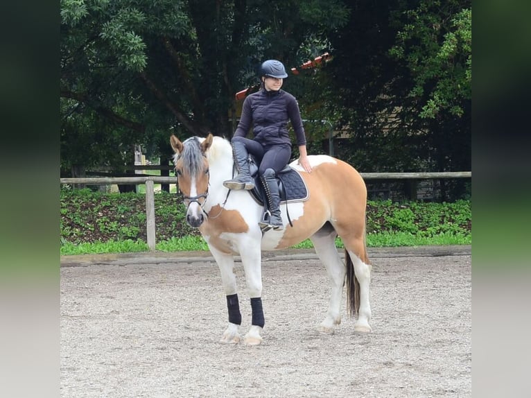 Weitere Warmblüter Stute 3 Jahre 164 cm Schecke in Wellheim
