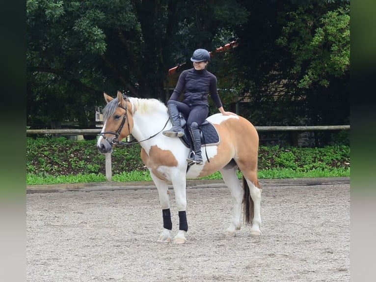 Weitere Warmblüter Stute 3 Jahre 164 cm Schecke in Wellheim