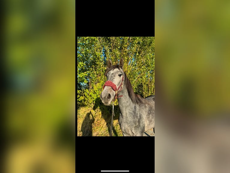 Weitere Warmblüter Stute 3 Jahre 165 cm Apfelschimmel in Geras