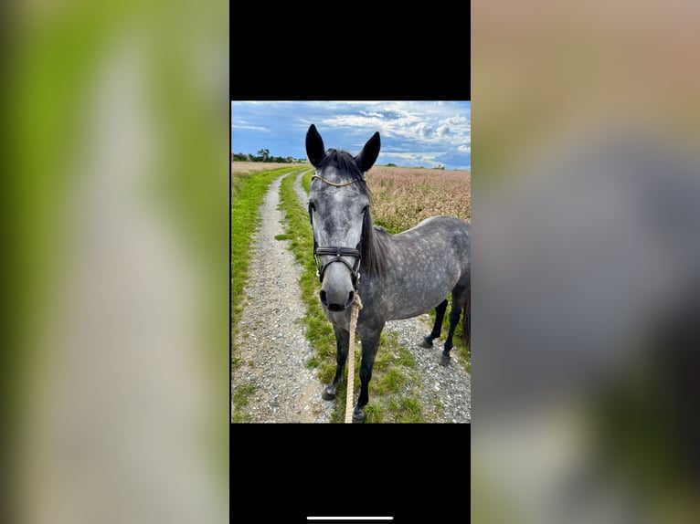 Weitere Warmblüter Stute 3 Jahre 165 cm Apfelschimmel in Geras