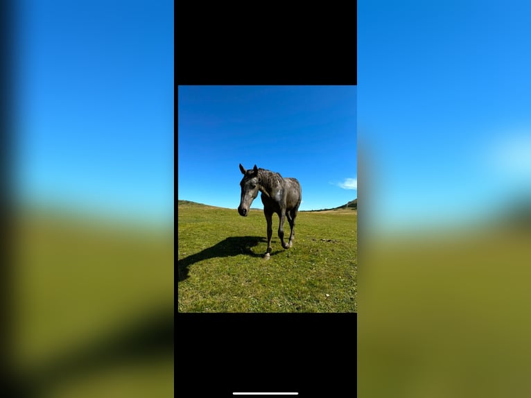 Weitere Warmblüter Stute 3 Jahre 165 cm Apfelschimmel in Geras