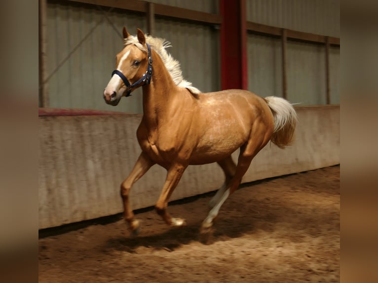Weitere Warmblüter Stute 3 Jahre 165 cm Palomino in Borgentreich