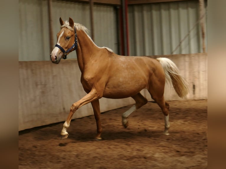 Weitere Warmblüter Stute 3 Jahre 165 cm Palomino in Borgentreich