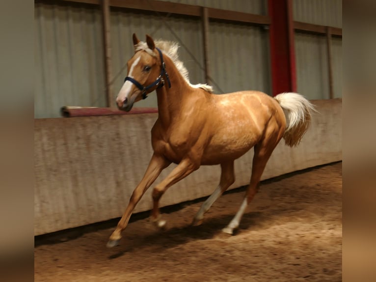 Weitere Warmblüter Stute 3 Jahre 165 cm Palomino in Borgentreich