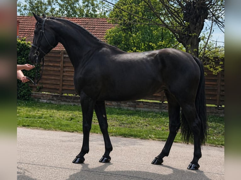 Weitere Warmblüter Stute 3 Jahre 167 cm Rappe in Békéscsaba