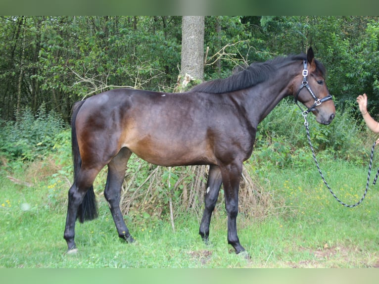 Weitere Warmblüter Stute 3 Jahre 168 cm Brauner in Hungenroth