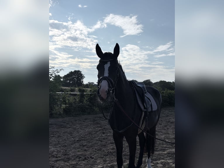 Weitere Warmblüter Stute 3 Jahre 168 cm Dunkelbrauner in Coesfeld