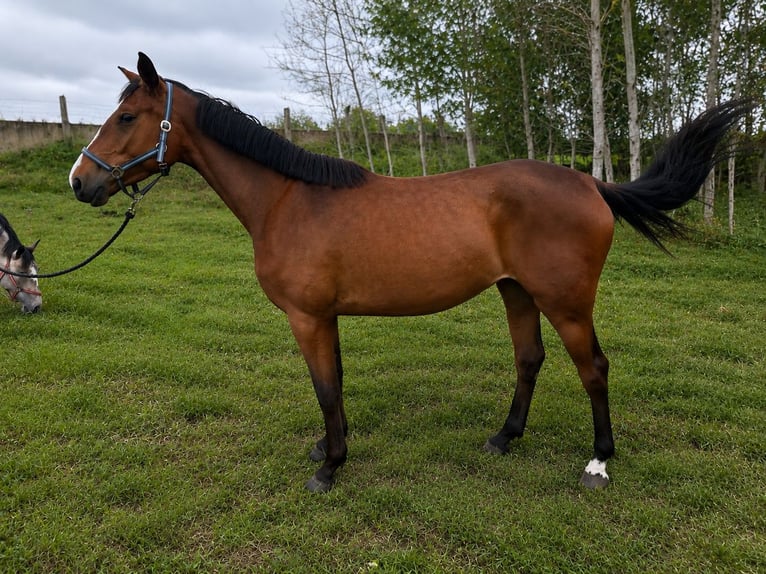 Weitere Warmblüter Stute 3 Jahre 168 cm Rotbrauner in Vilnius