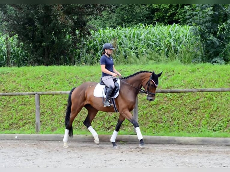 Weitere Warmblüter Stute 3 Jahre 168 cm in Wellheim