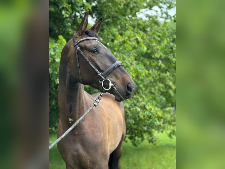 Weitere Warmblüter Stute 3 Jahre 169 cm Dunkelbrauner in Saldus