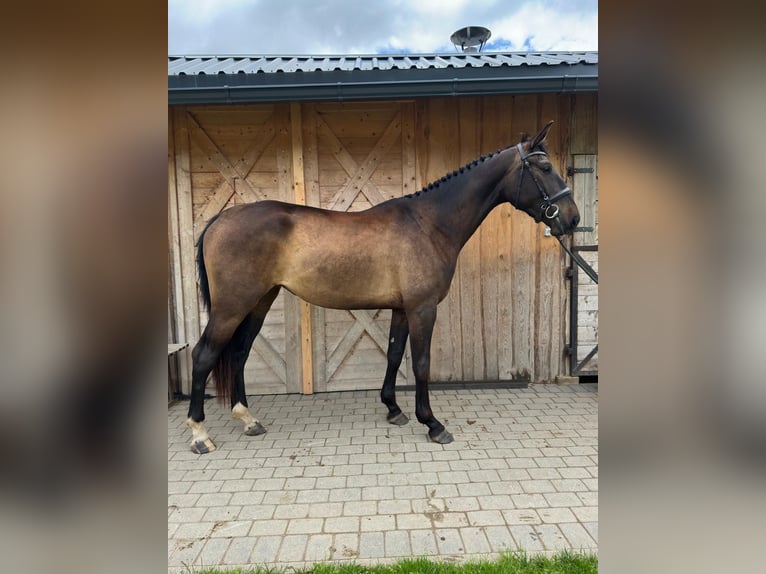 Weitere Warmblüter Stute 3 Jahre 169 cm Dunkelbrauner in Saldus
