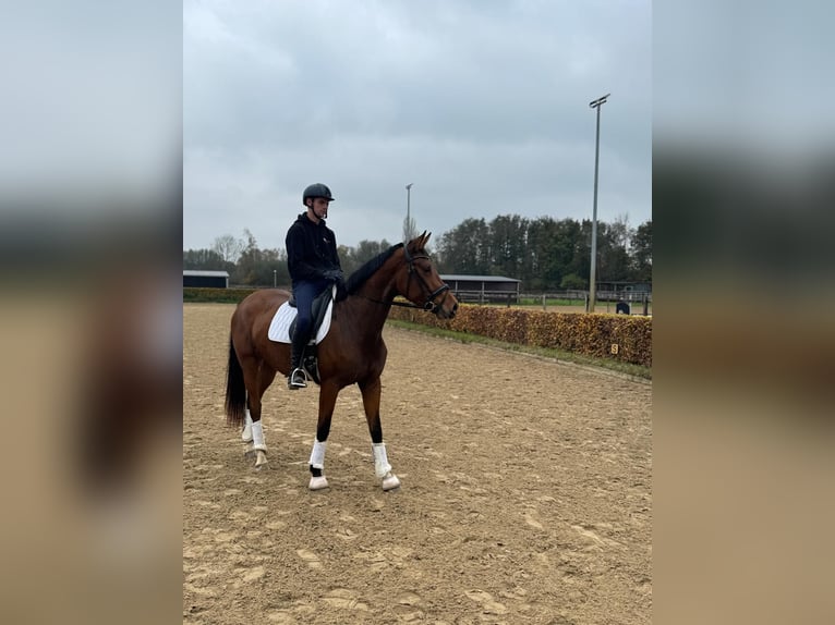 Weitere Warmblüter Stute 3 Jahre 170 cm Brauner in Willich