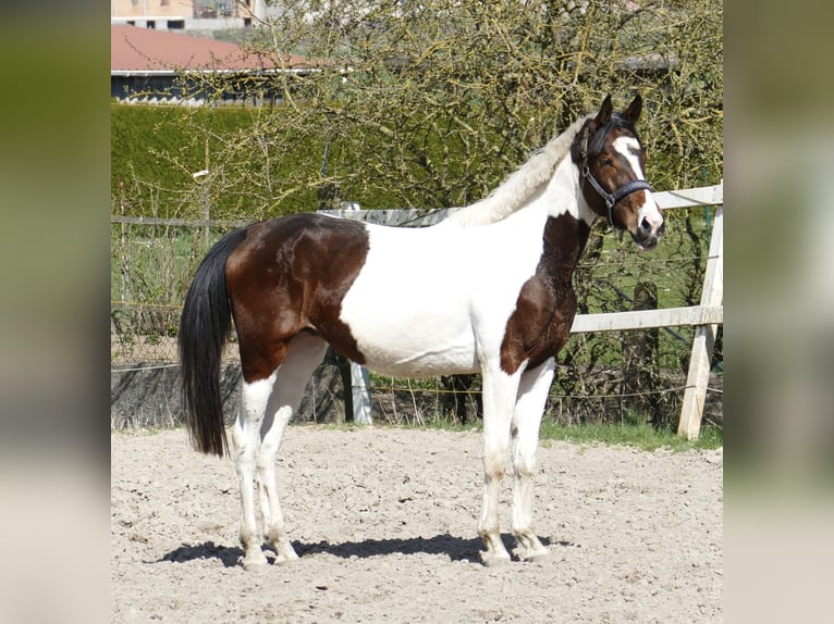Weitere Warmblüter Stute 3 Jahre 170 cm Schecke in Borgentreich